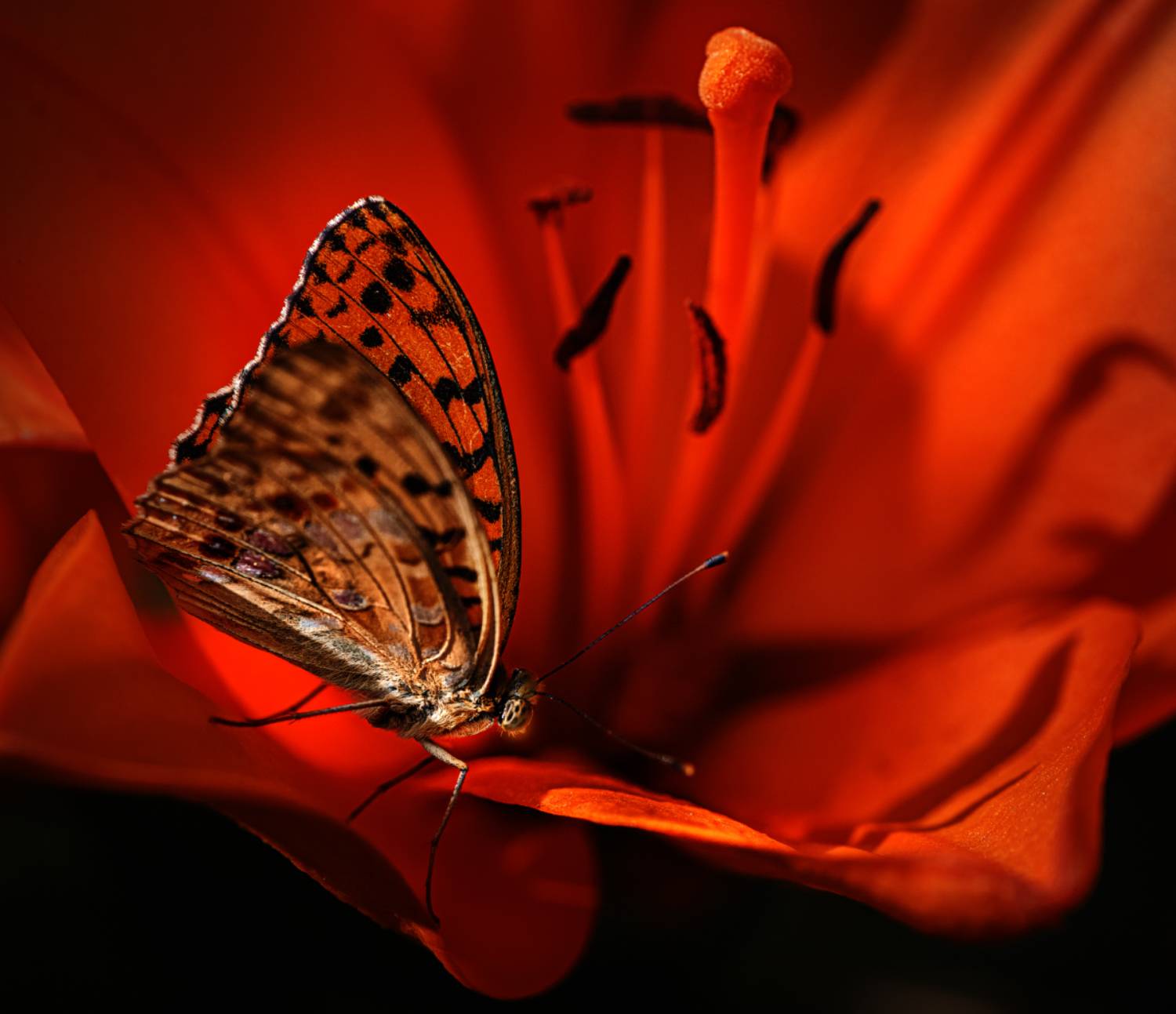 природа, макро, цветы, лилия, бабочка, Неля Рачкова