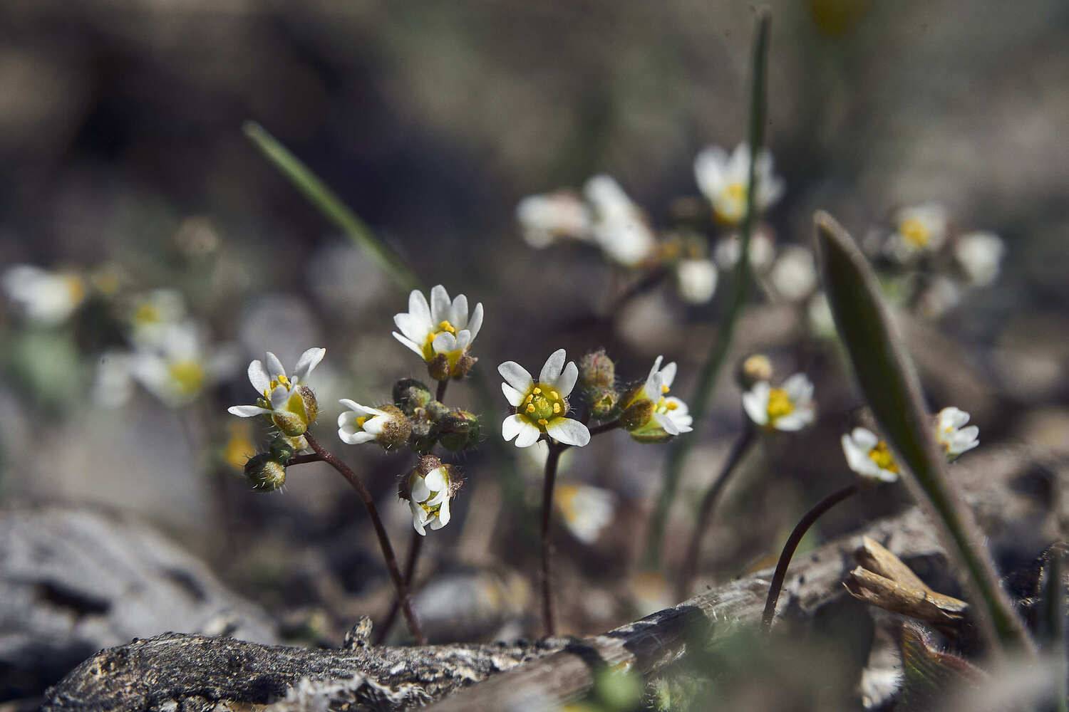 flower, macro, spring, volgograd, russia, wildlife, , Сторчилов Павел