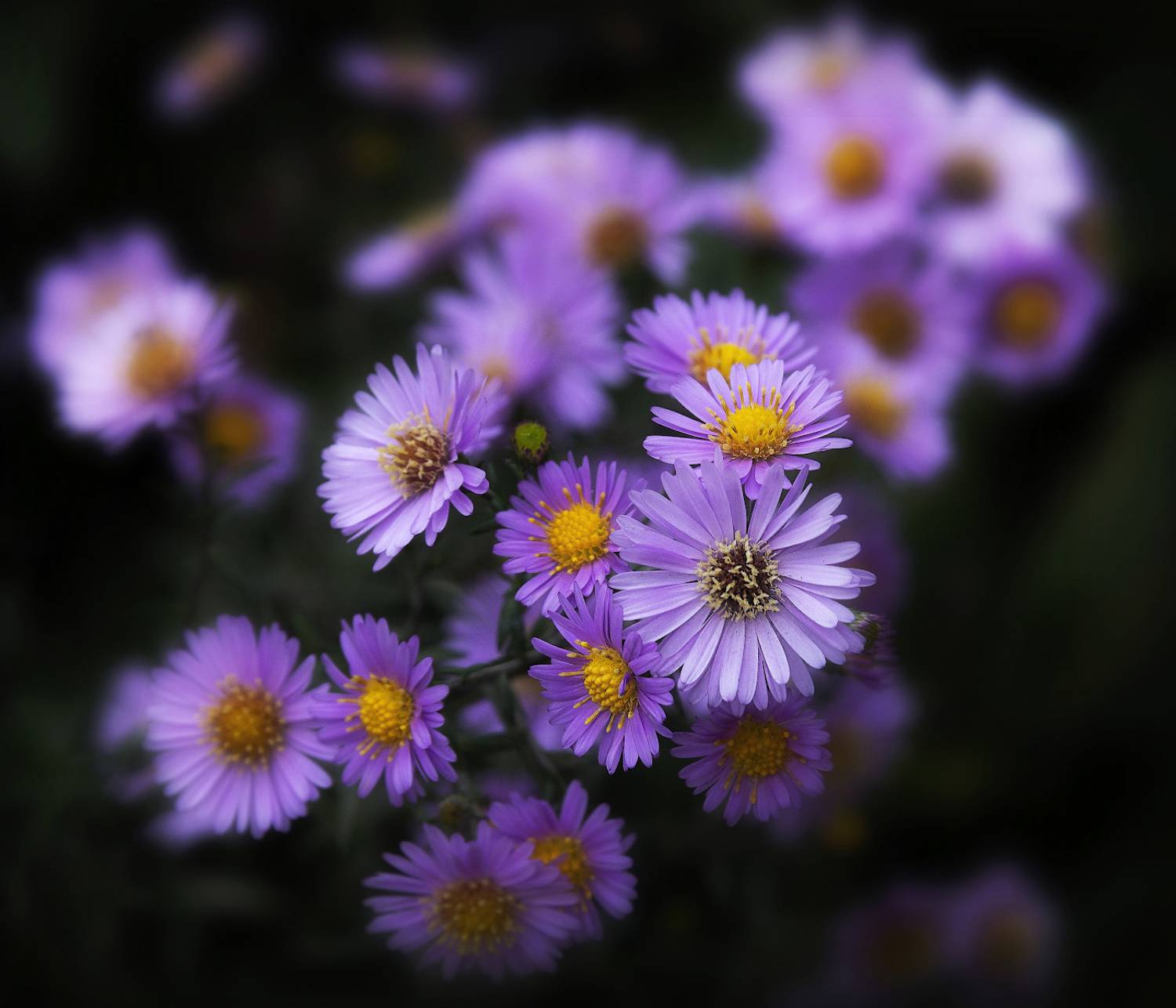 цветы, остеоспермум , Сергей Аникин