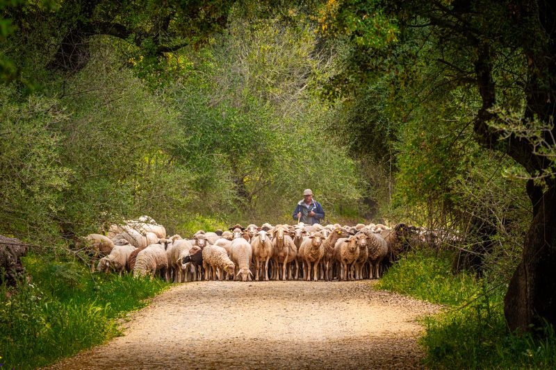THE FLOCK фото превью