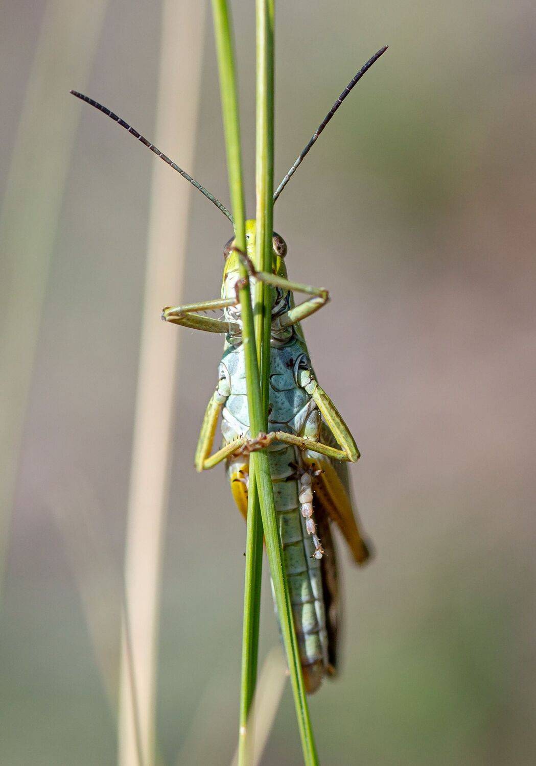 кузнечик, Евгений Дроботенко