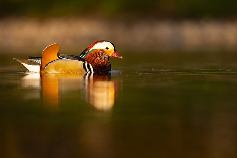 Mandarin duck фото превью