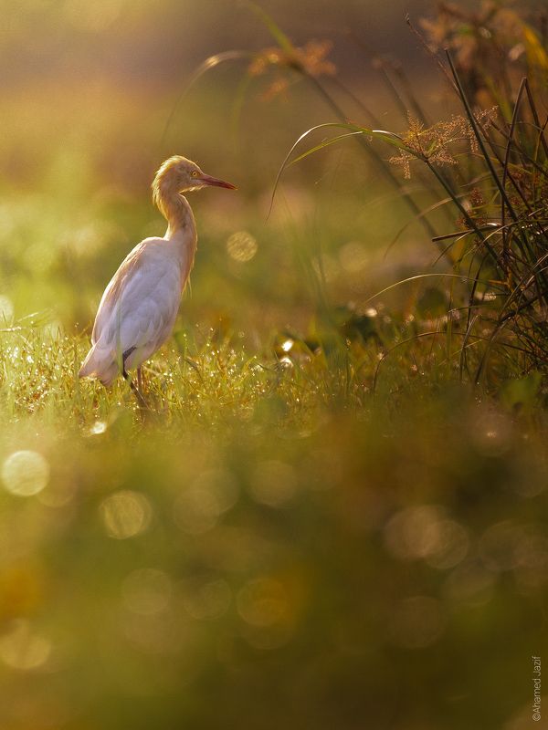 Golden Art фото превью