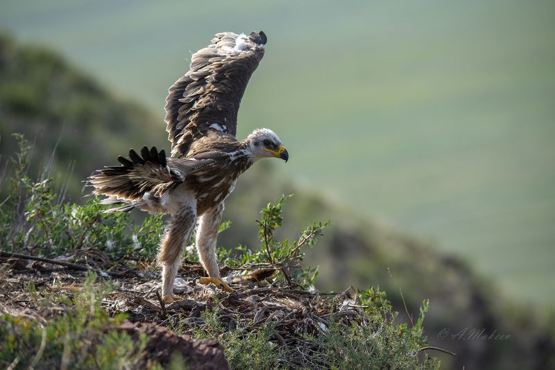К полету готов, почти. фото превью