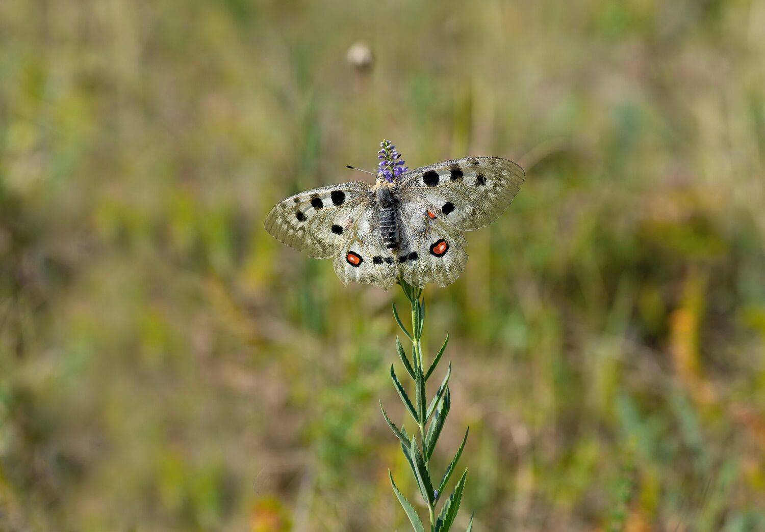 бабочка, Евгений Дроботенко