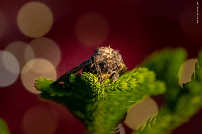 Happy Christmas фото превью