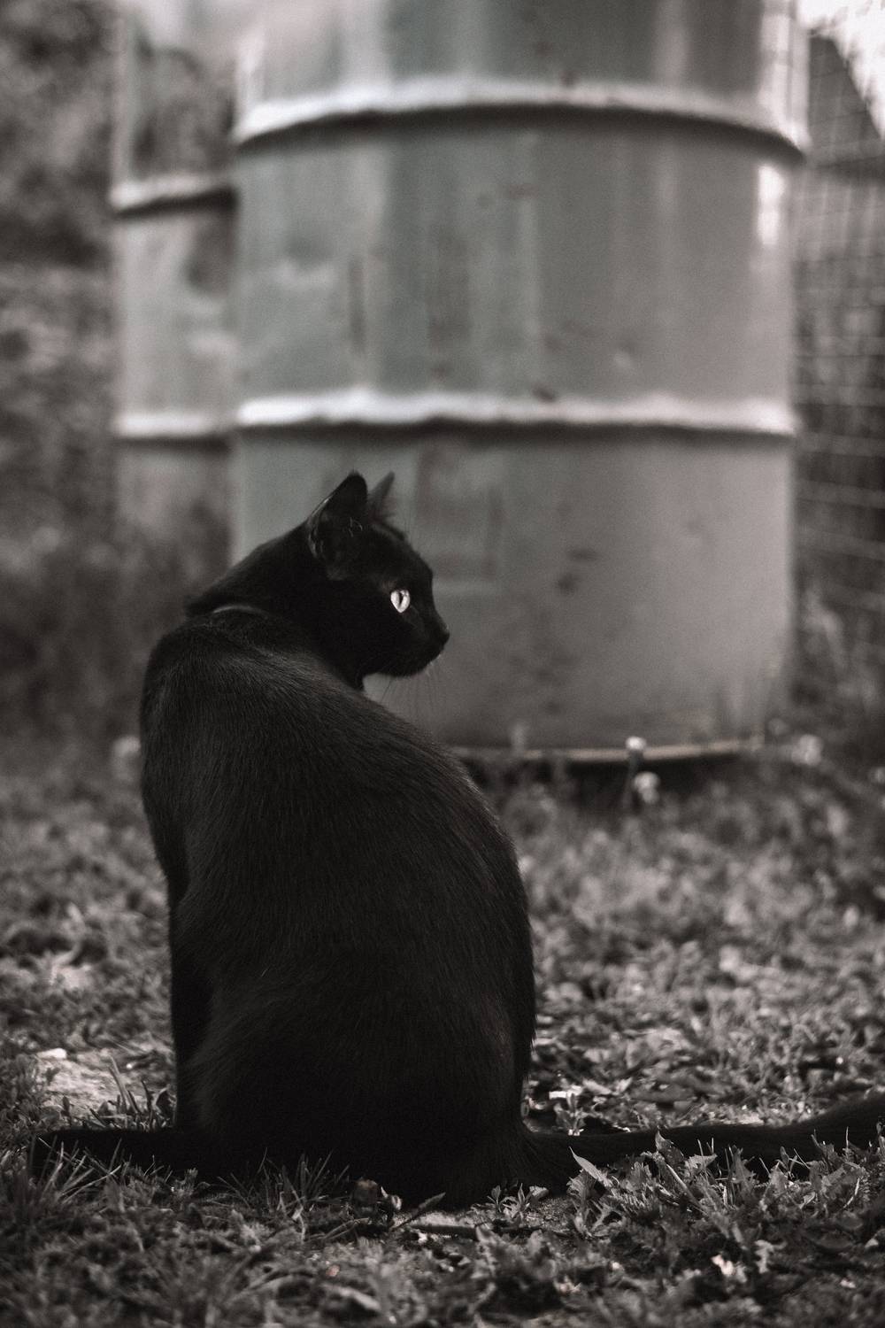 животные, кошки, кошка,кот, Анисимова Ольга Леонидовна