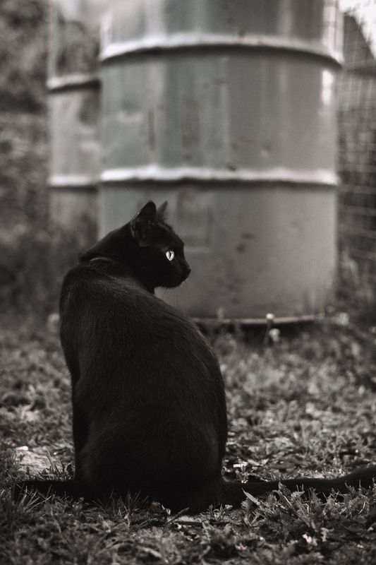 животные, кошки, кошка,кот Багира фото превью