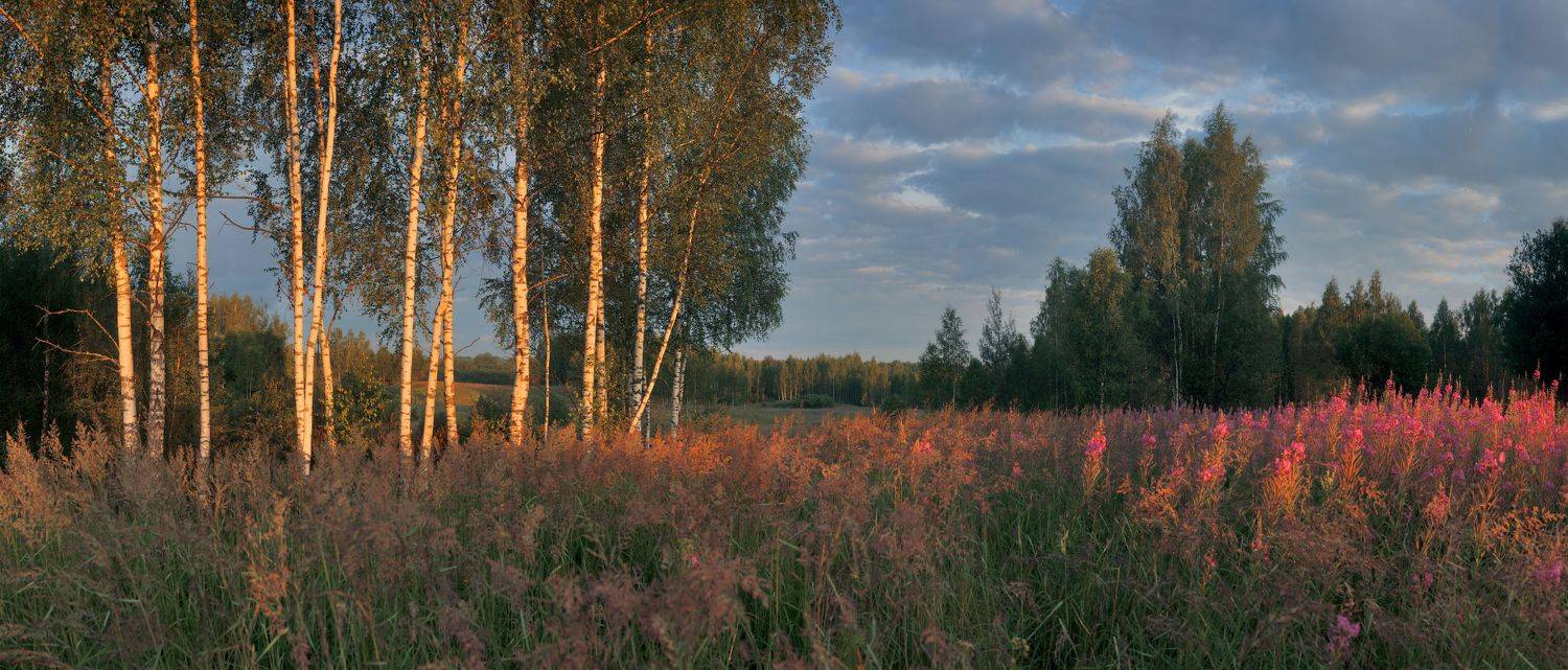 утро, лес, Александр Свистков