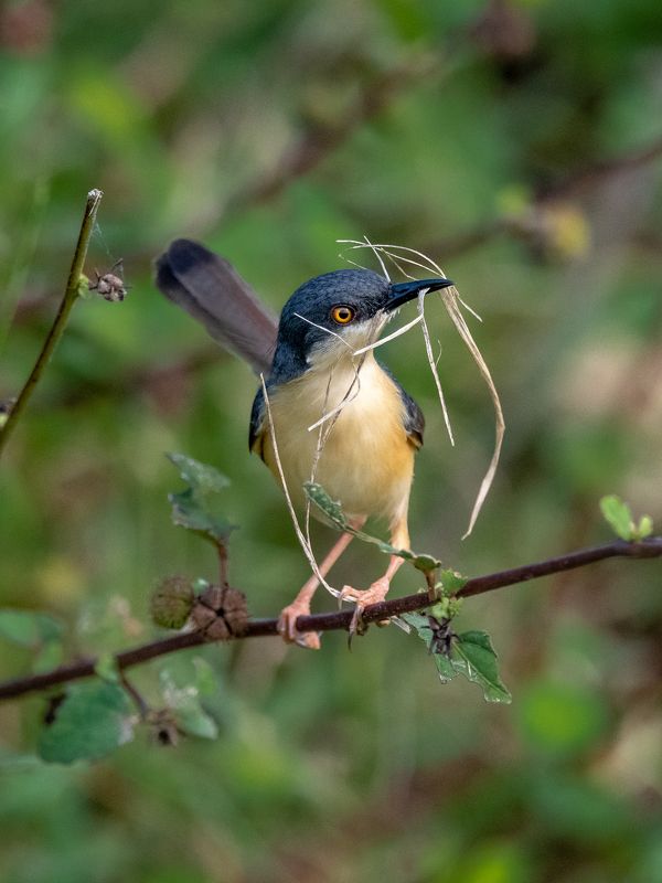 Builder фото превью