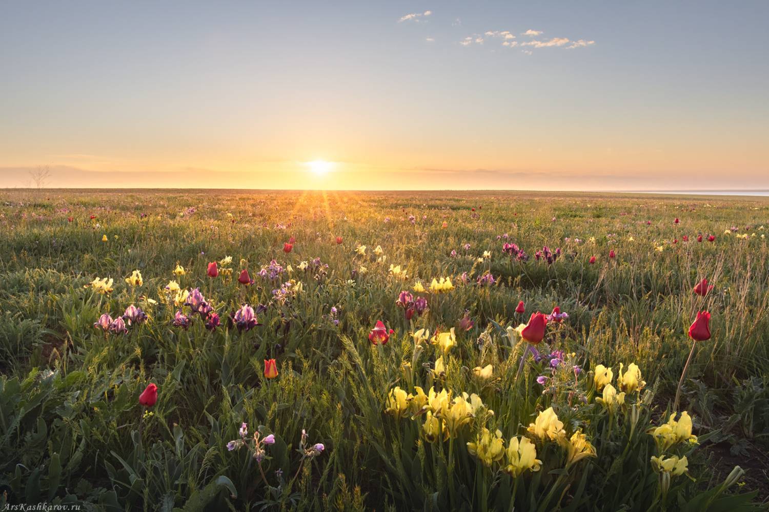 Маныч, цветущая степь, весна, Маныч-Гудило, Калмыкия, степные ирисы, касатик , Арсений Кашкаров