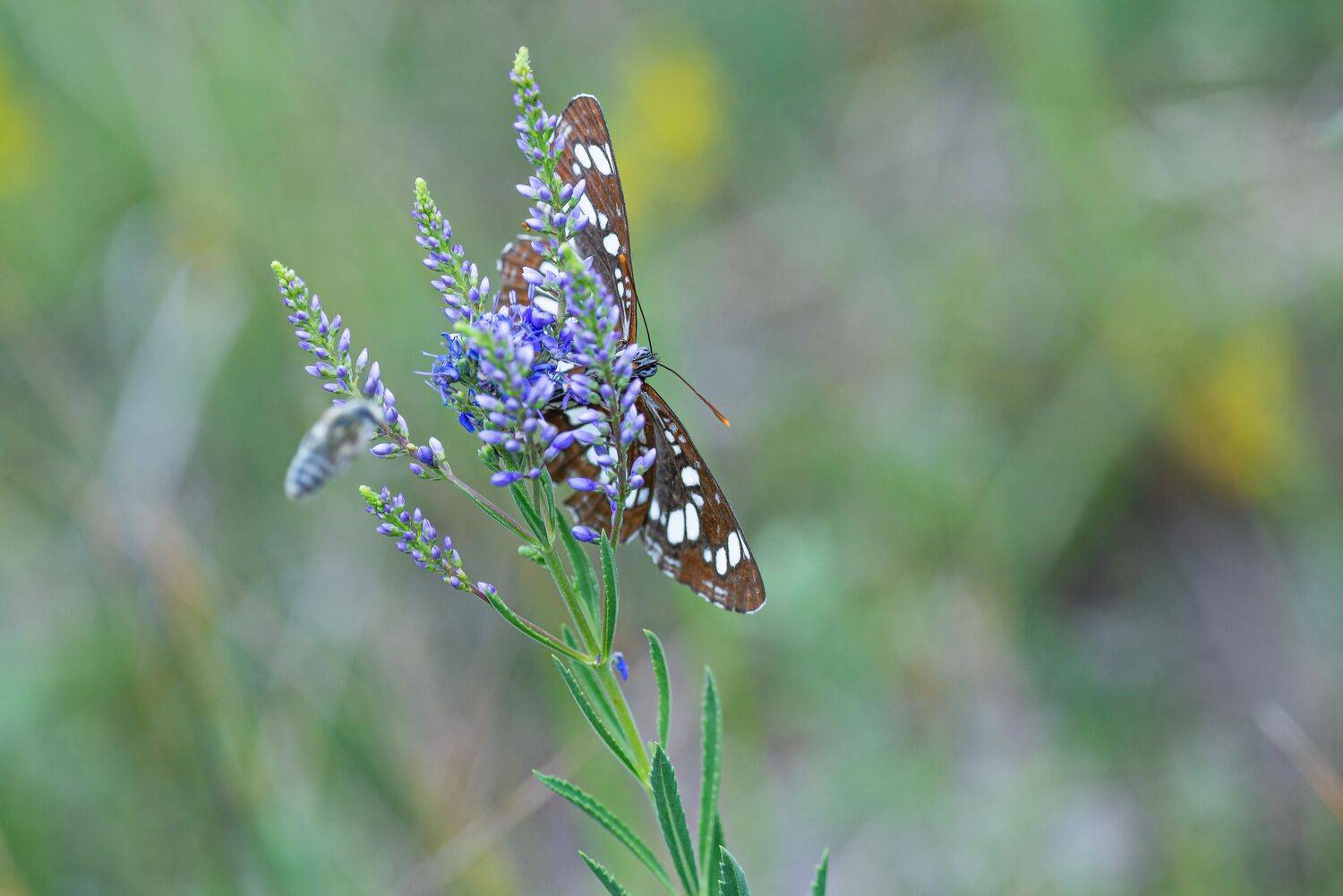 бабочка, Евгений Дроботенко