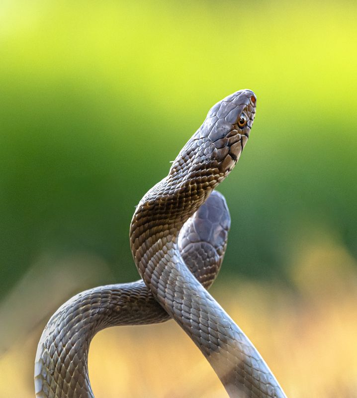 Dance фото превью