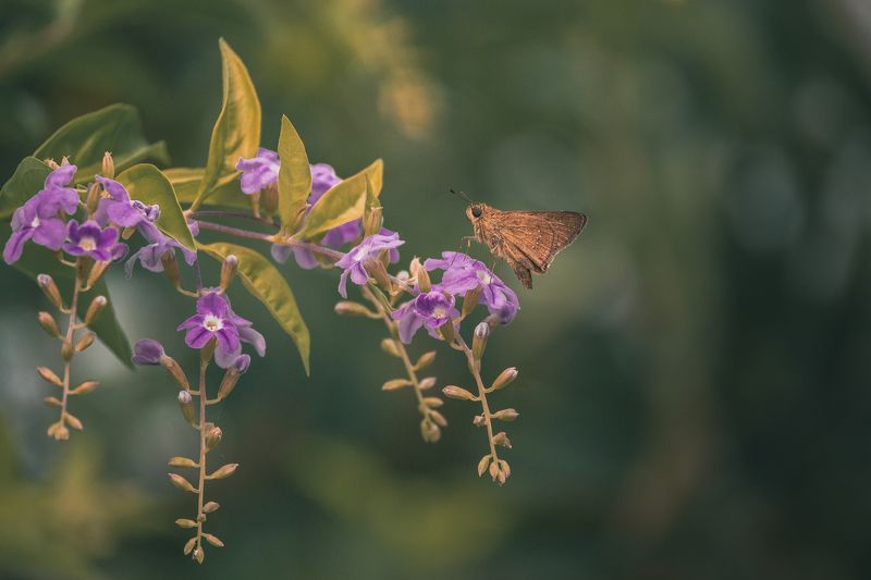 Nature\'s beauty фото превью