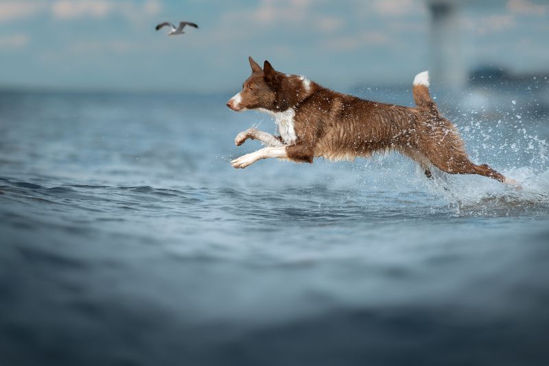 Дейли на море фото превью