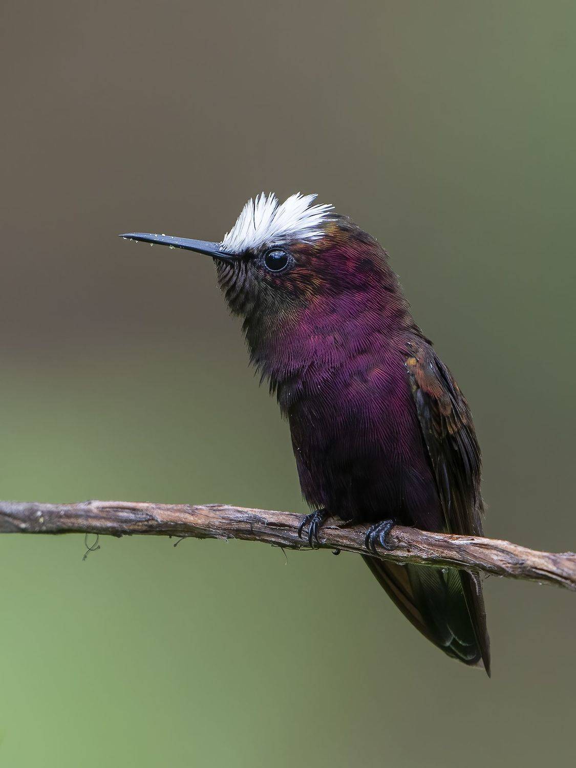 , Burgalin Sequeira Fernando