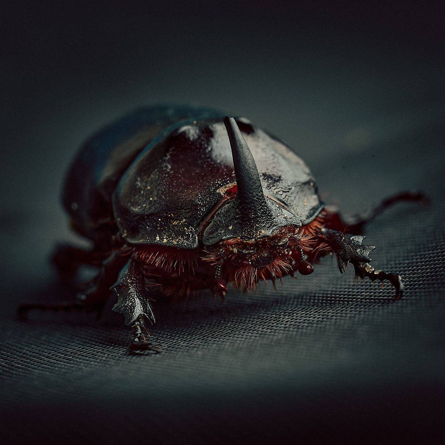 жук носорог, Mikhail Khmelevskiy