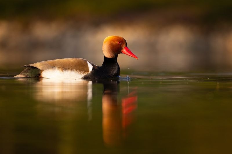 Southern pochard фото превью
