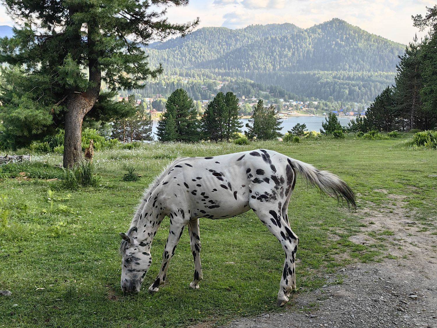 алтай,природа,лето,конь, Козлова Галина