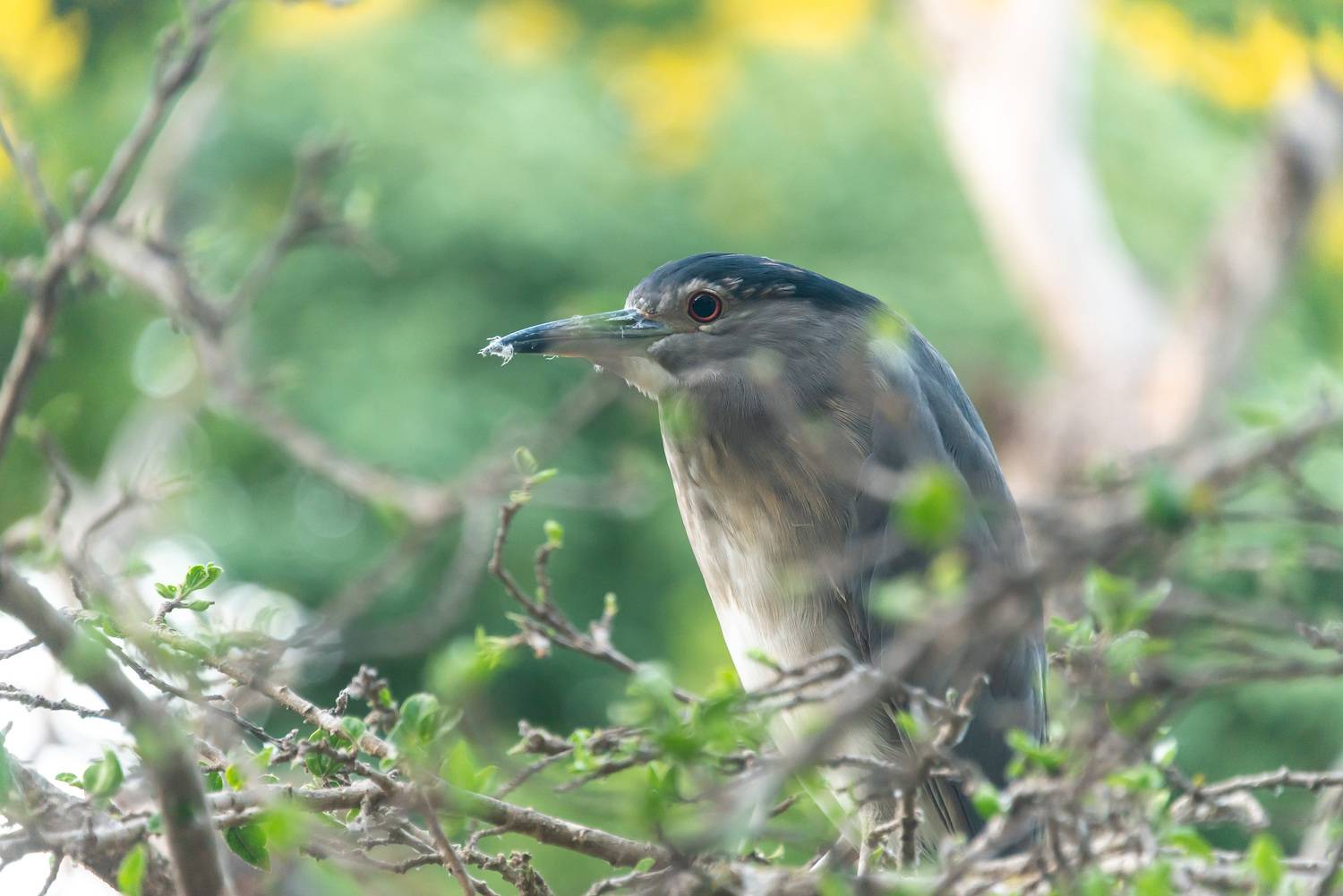, Владимир Брагилевский