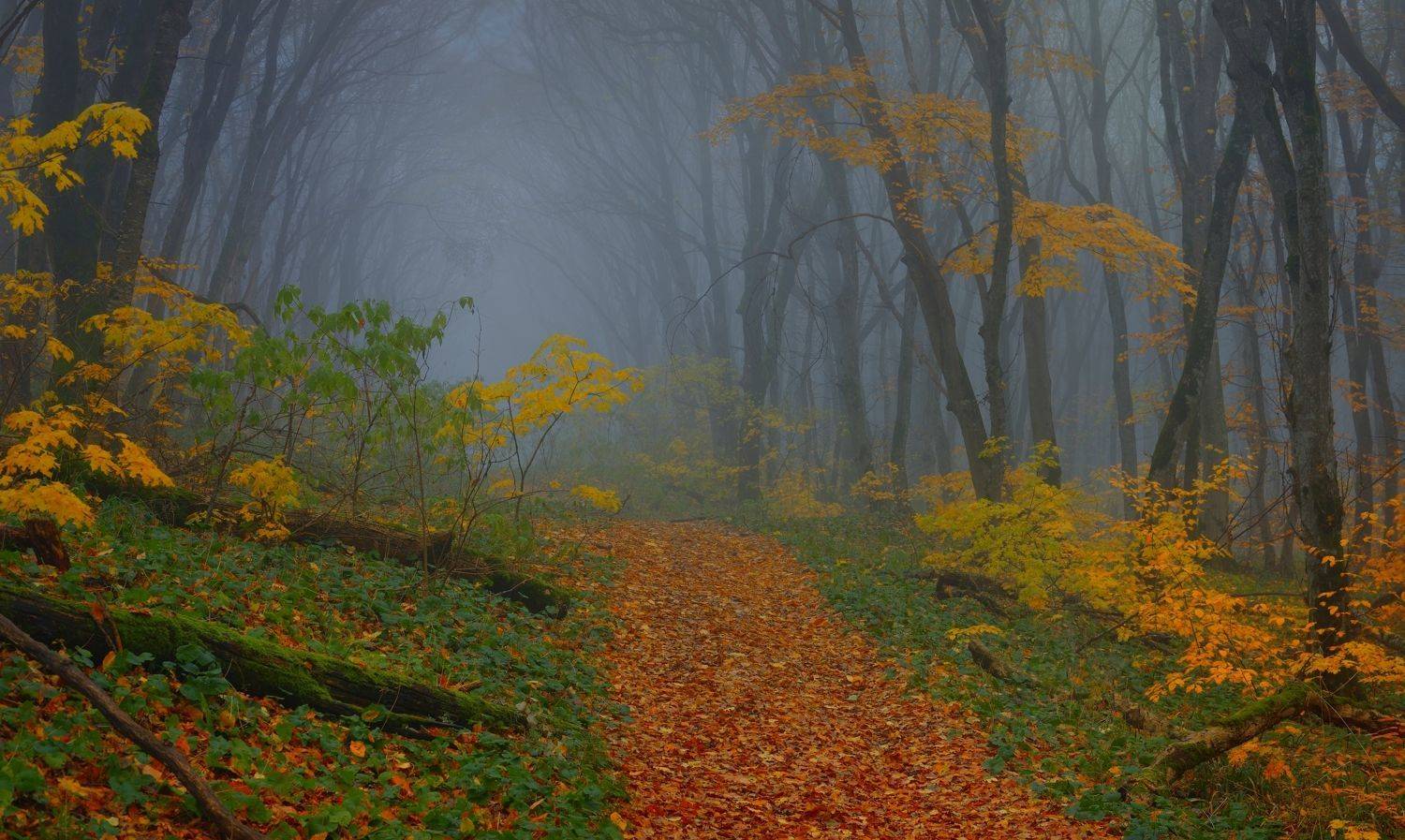 осень листва утро лес туман, Александр Жарников