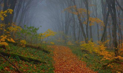 Осенний наряд