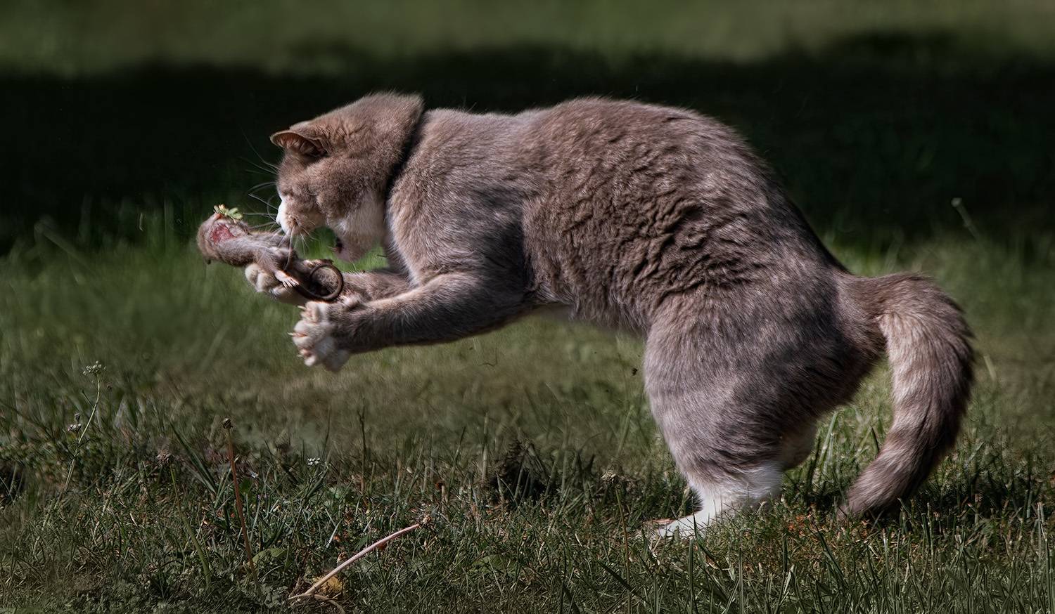 кот, крыса, Eugenijus Kavaliauskas