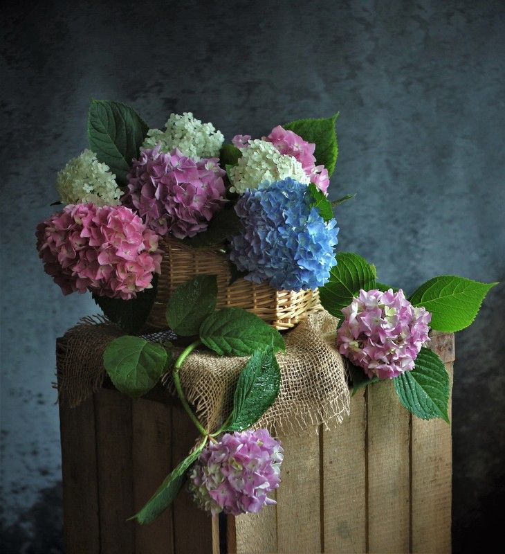 Цветущая гортензия фото превью