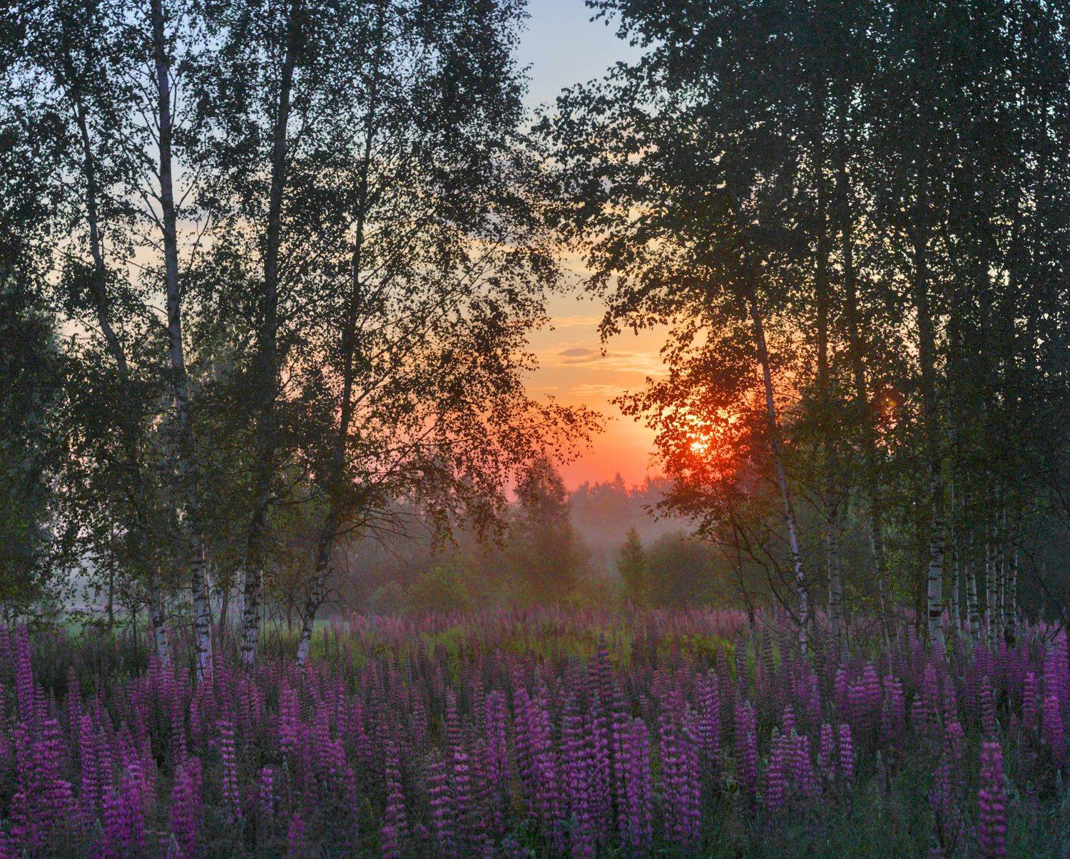 утро, рассвет, Александр Свистков