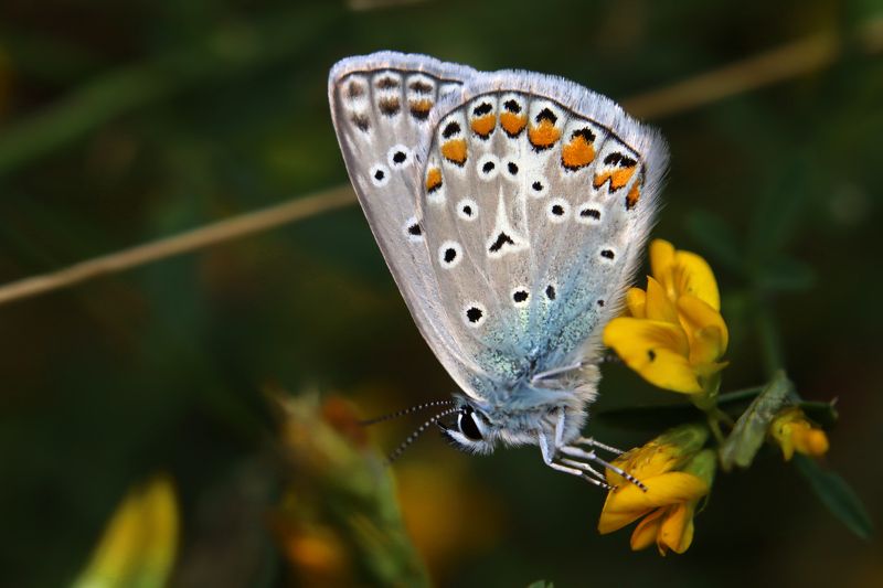 *** фото превью