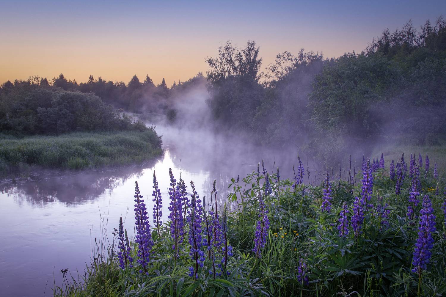 Владимирская область, Елена Гусева