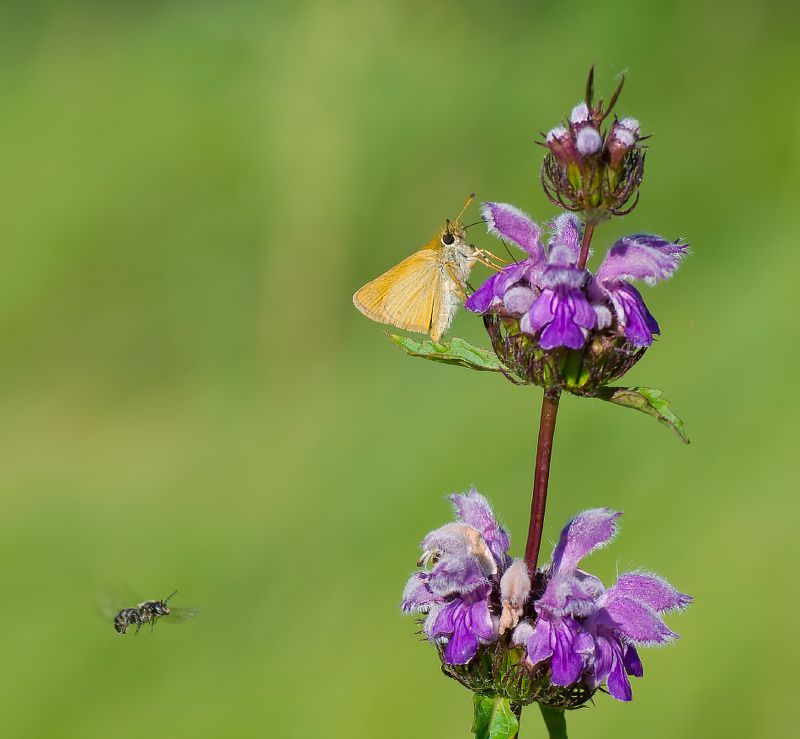 Толстоголовка-лесовик фото превью