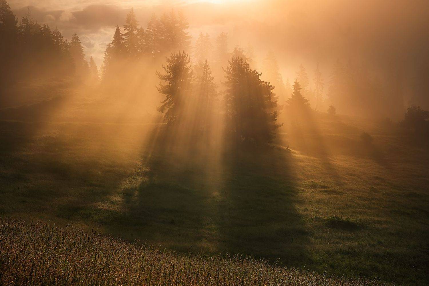 landscape nature scenery summer sunrise morning dawn fog foggy mist misty clouds mountain trees пейзаж рассвет горы, Александров Александър