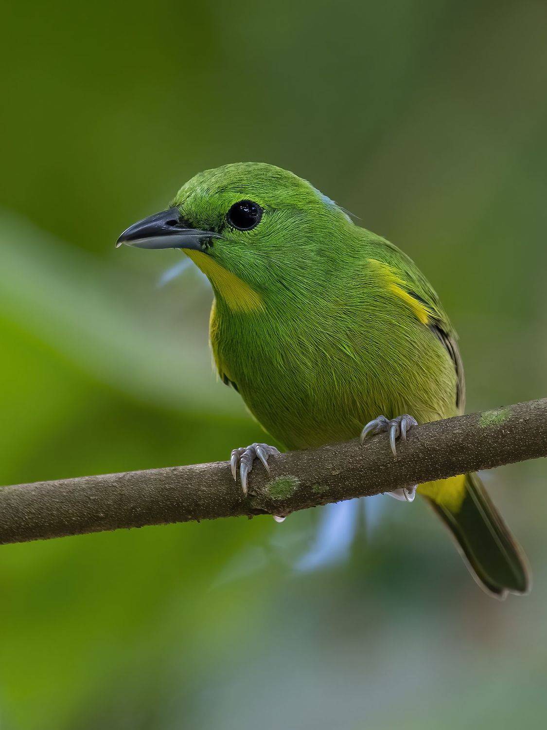 , Burgalin Sequeira Fernando