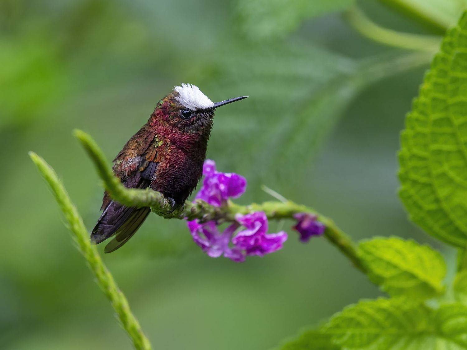 , Burgalin Sequeira Fernando