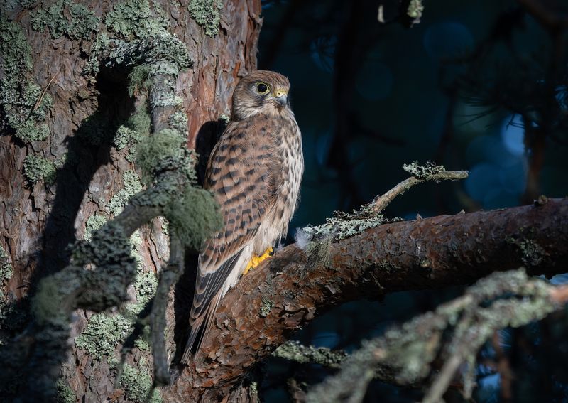 пустельга, птица, хищник Гордый подросток фото превью
