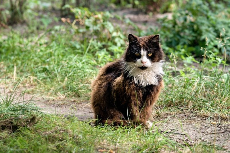 Черныш.... фото превью