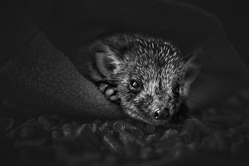 Декоративный ежик фото превью