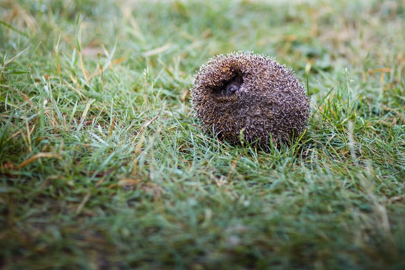 Колобок фото превью