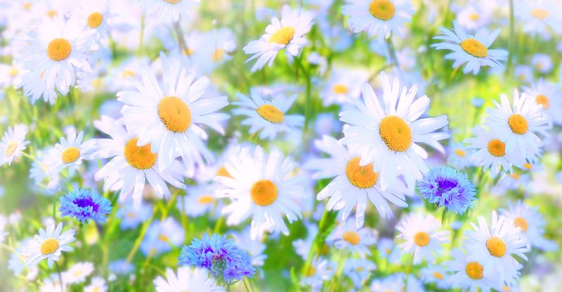 ромашки Лето фото превью