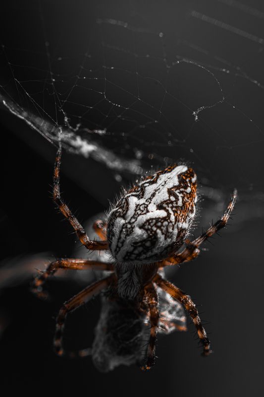 makro, spider Кто-то сегодня плотно поест! фото превью