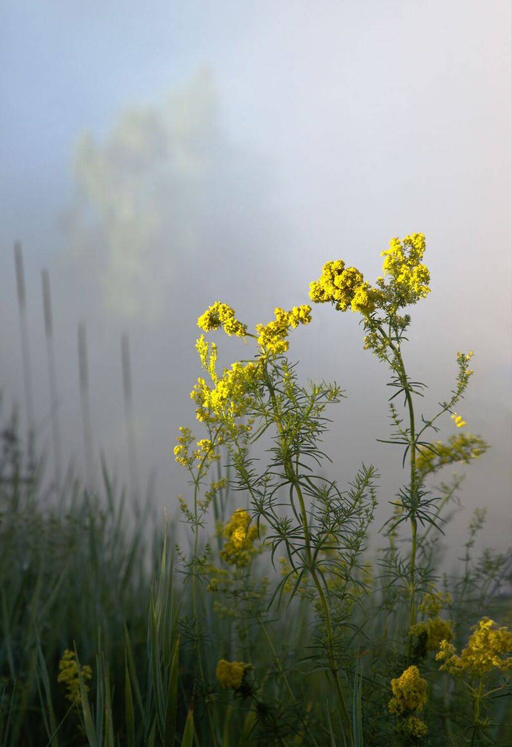 , Алексей Хахлов