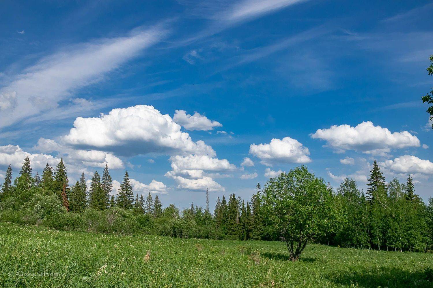, Алексей Середенин