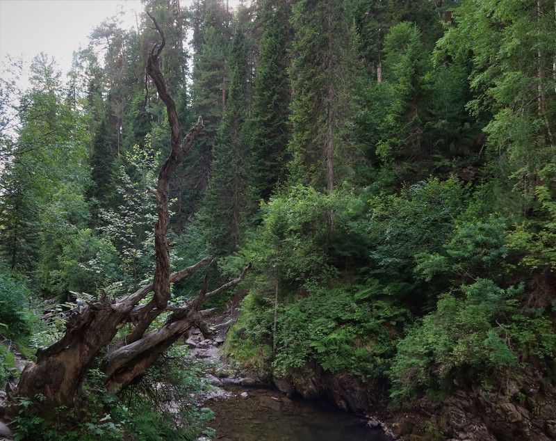 Пейзаж с сухим деревом фото превью
