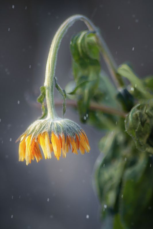 Увядание... фото превью