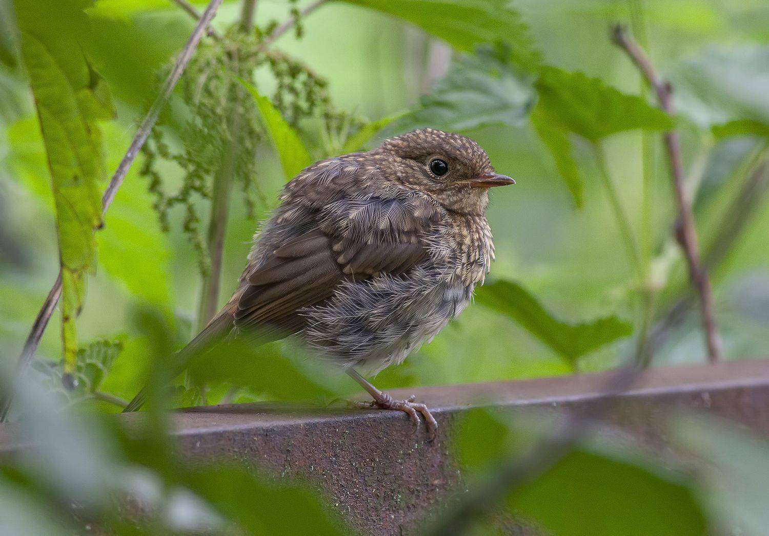 горихвостка, сад, птицы, лето, Широких Александр