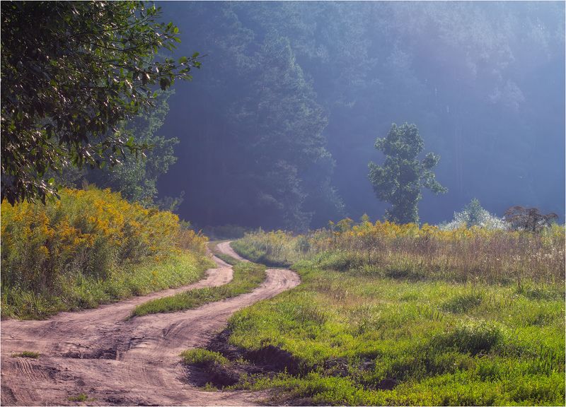 утро, лес, дорога, лымка, Дорога в лес фото превью