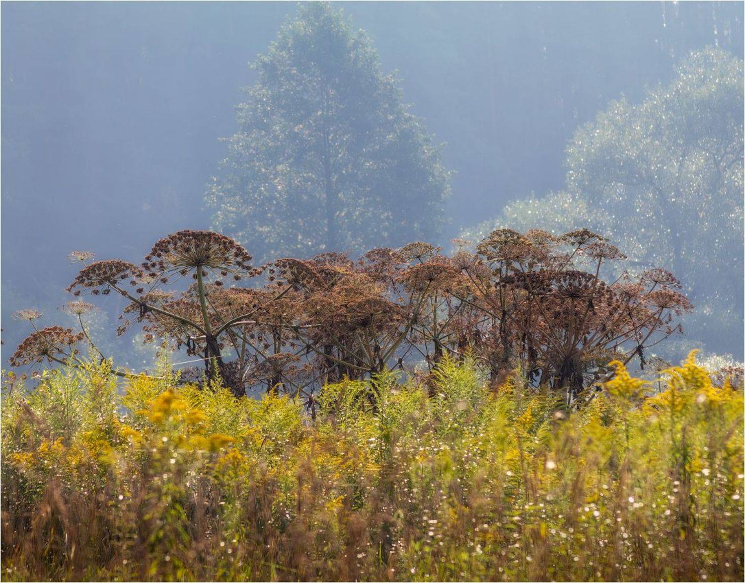лес, трава,, Сергей Шабуневич