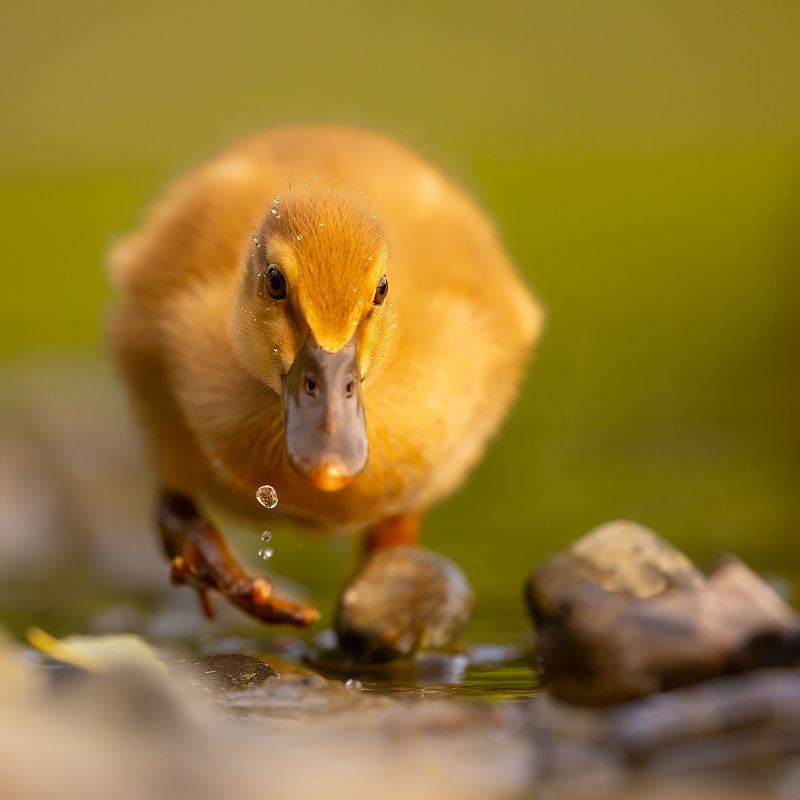 Duckling фото превью