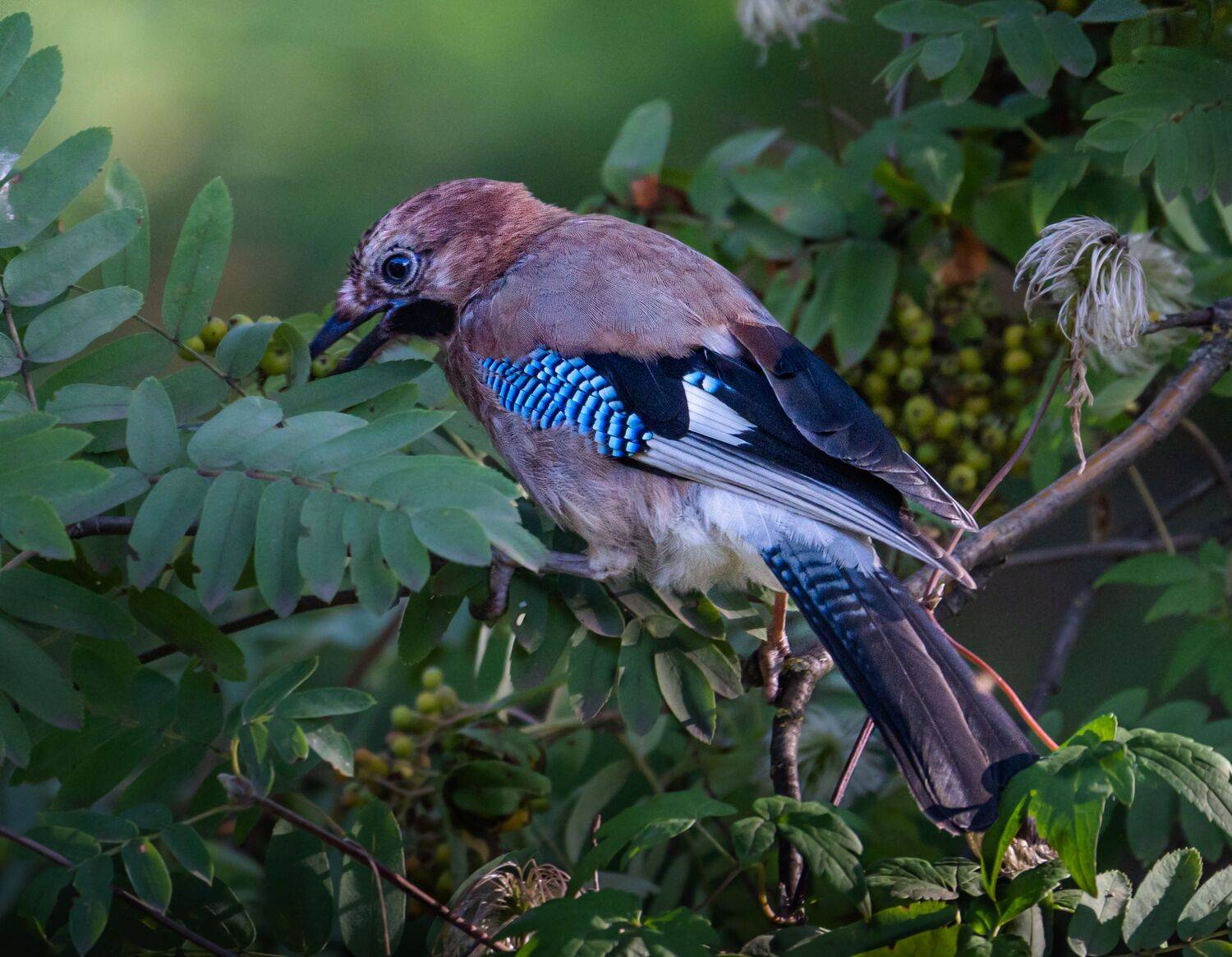 , Курлянцев Алексей